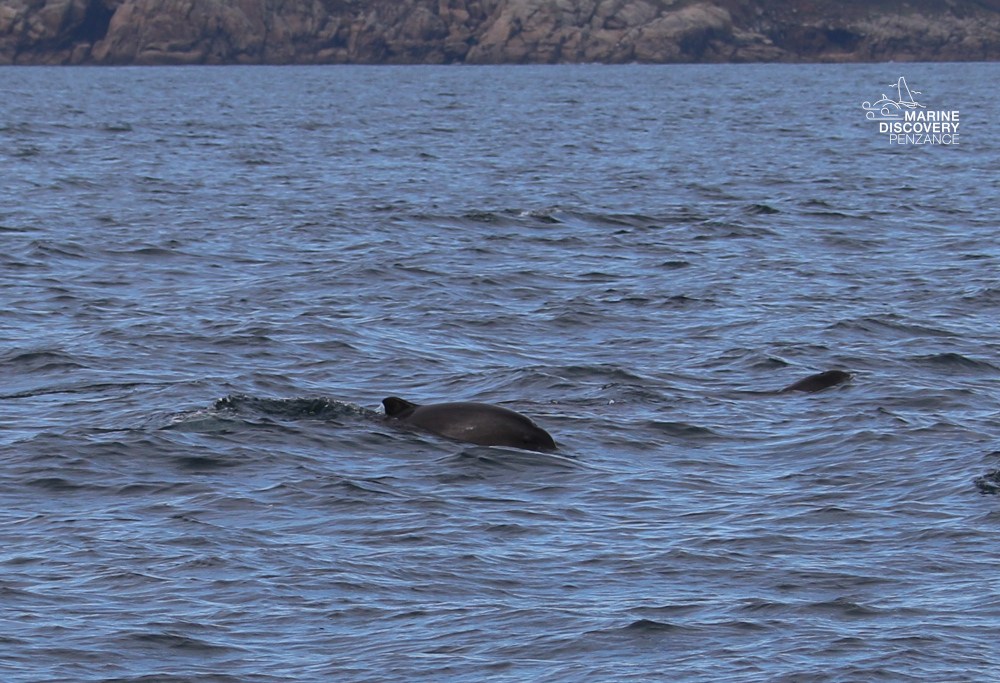 Two dolphins swimming near the water surface with rocky coastline in background.