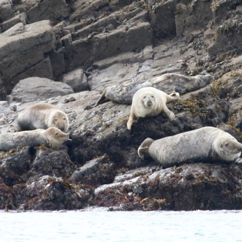 Seals resting on rocky shoreline near the water.