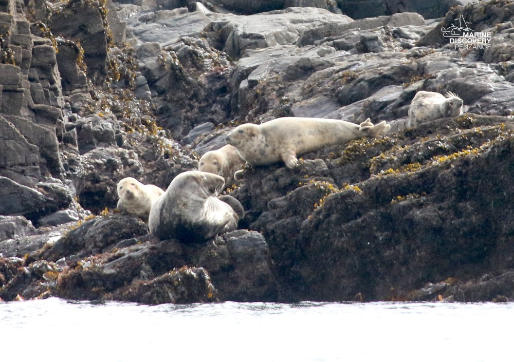 Seals resting on rocky shore with seaweed.