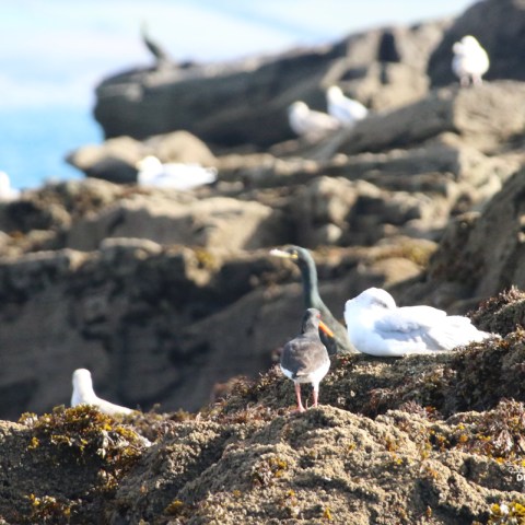 Seabirds perched on rocky shore with ocean in background.