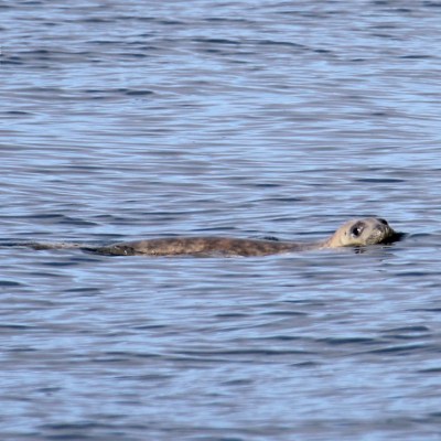 Seal swimming with head above water in a rippled sea.
