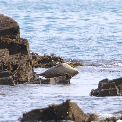 Seal resting on rocky shoreline by the sea with a seagull nearby.