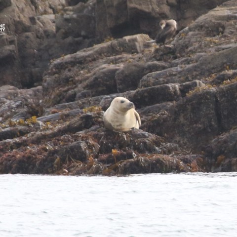 Seal resting on rocky shore by the water.