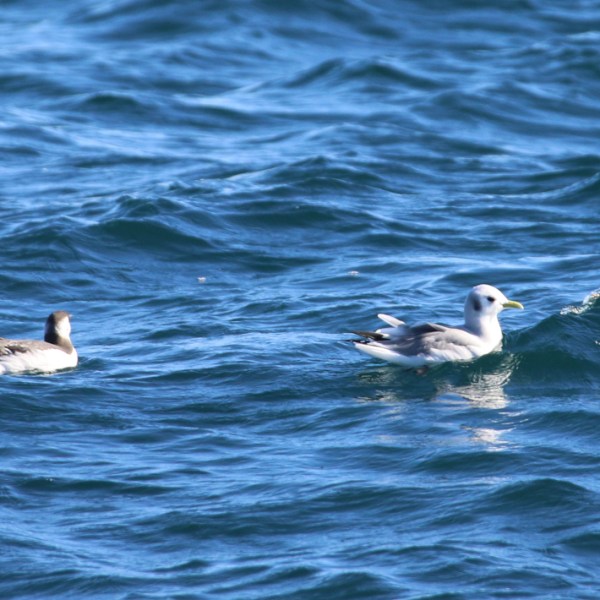 Two seabirds floating on the ocean surface.