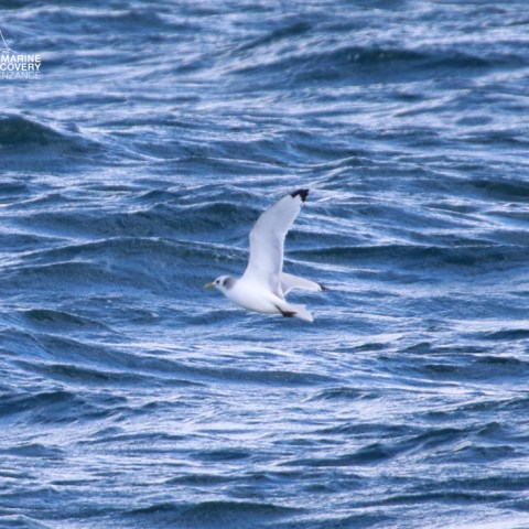 Seagull flying over wavy ocean water.