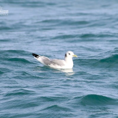 Seagull floating on blue ocean waves with a partially cloudy sky.