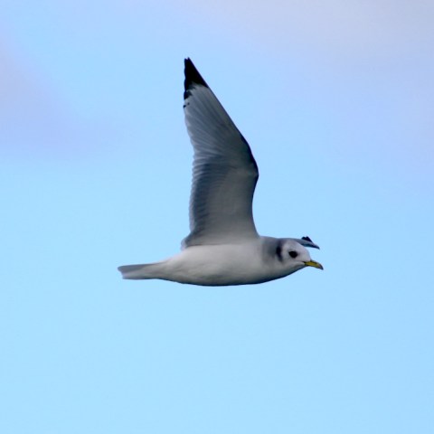 Seagull flying against a clear blue sky.