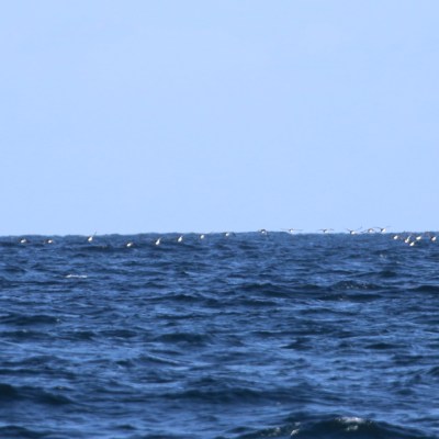Flock of birds flying low over ocean waves under a clear blue sky.