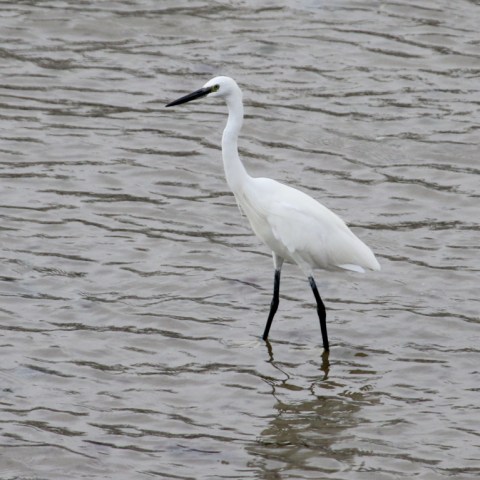 White egret standing in shallow water with reflection visible.