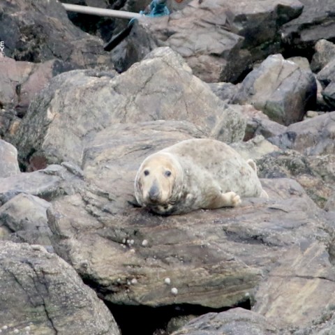 Seal resting on rocky terrain, blending with surrounding rocks.