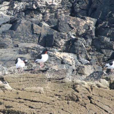 Three birds perched on rocky terrain near the coast.