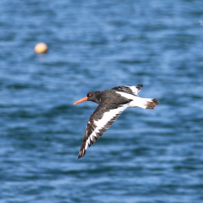Black and white bird with an orange beak flying over water.