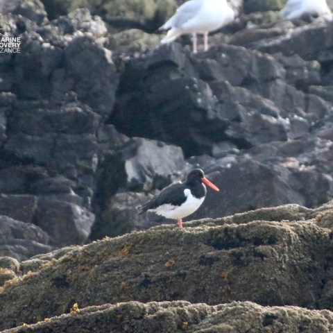 Oystercatcher bird with red beak on rocky shore with seagulls in background.