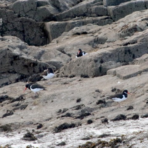 Four birds on rocky shore with seaweed, featuring black and white plumage.