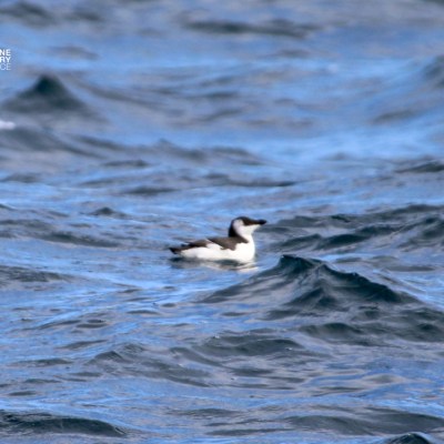 A seabird floating on wavy ocean water under a blue sky.