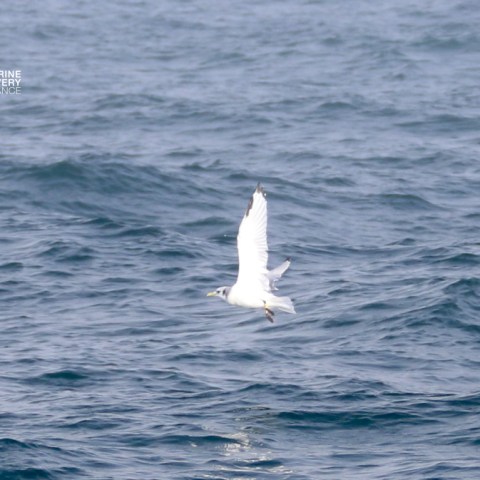 Seagull flying over ocean waves.