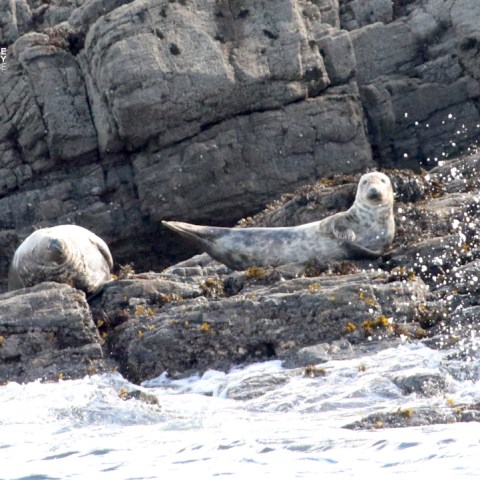 Two seals resting on rocky shore with waves splashing.
