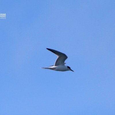 Bird with black head flying against a clear blue sky.