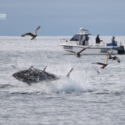 Shark breaching near boat with seagulls flying above.