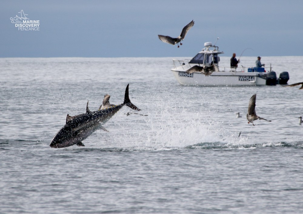 Tuna leaping from water with seabirds around and a boat in the background.