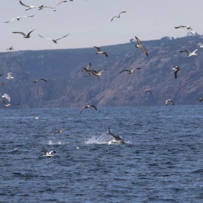 Seagulls flying over the sea with distant rocky coastline