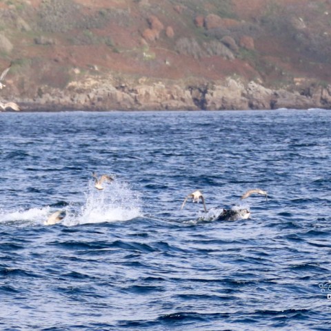 Several dolphins swimming and jumping in the ocean near a rocky shore.