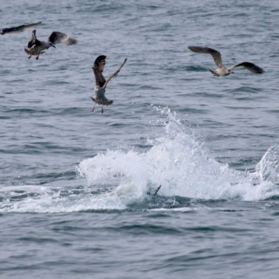 Seagulls hover above a splash in the ocean, possibly caused by a marine animal.