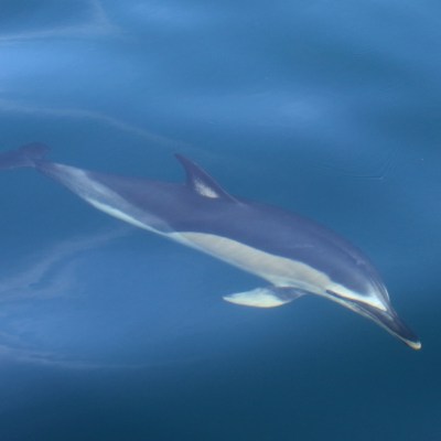 A dolphin swimming underwater with visible body and fin.