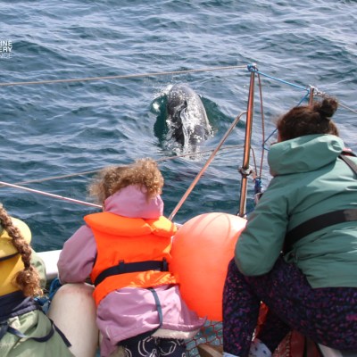 People on a boat wearing life jackets watching a dolphin in the water.
