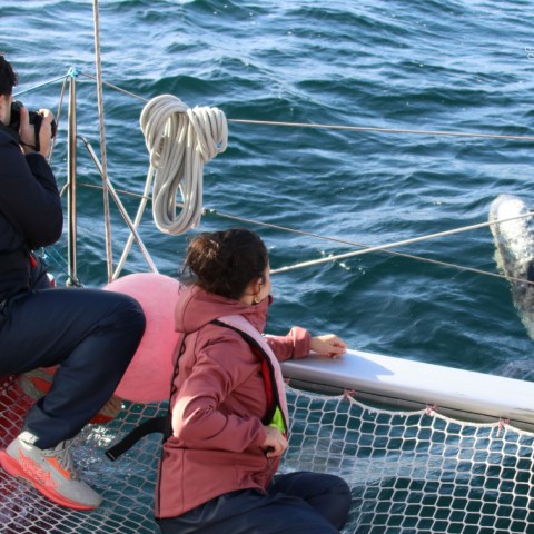 Two people on a boat observe a dolphin swimming nearby.